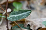 Pipsissewa <BR>Spotted wintergreen